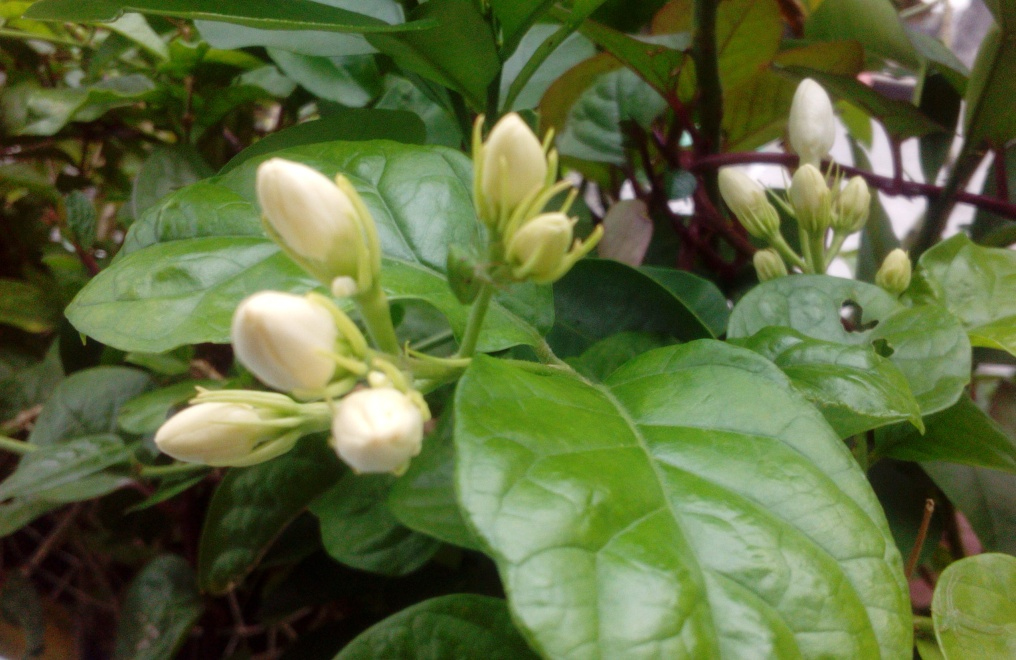 Melati | Cerbung 02 Tien&nbsp;Kumalasari